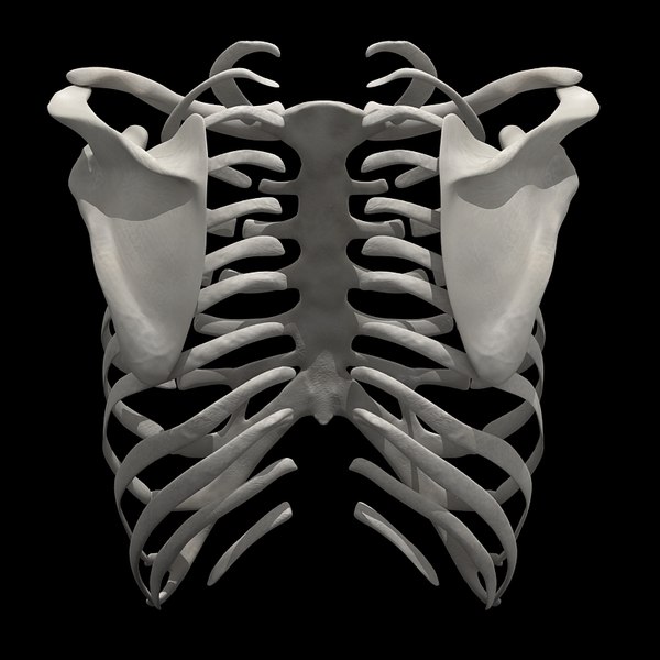 rib cage ri 3d model