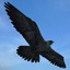 peregrine falcon max