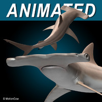 Hammerhead Shark