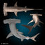 3d hammerhead shark hammer