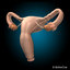 3d female uterus model