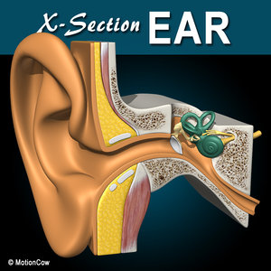 3d cross sectional human ear