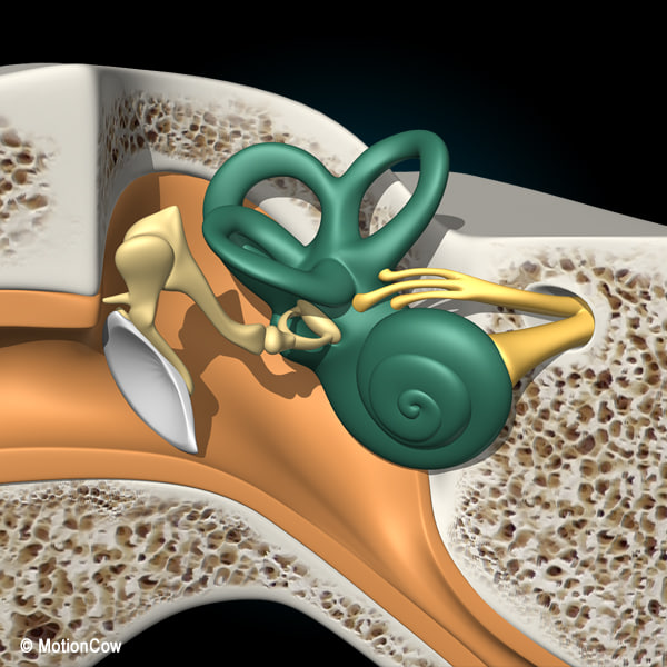 3d cross sectional human ear