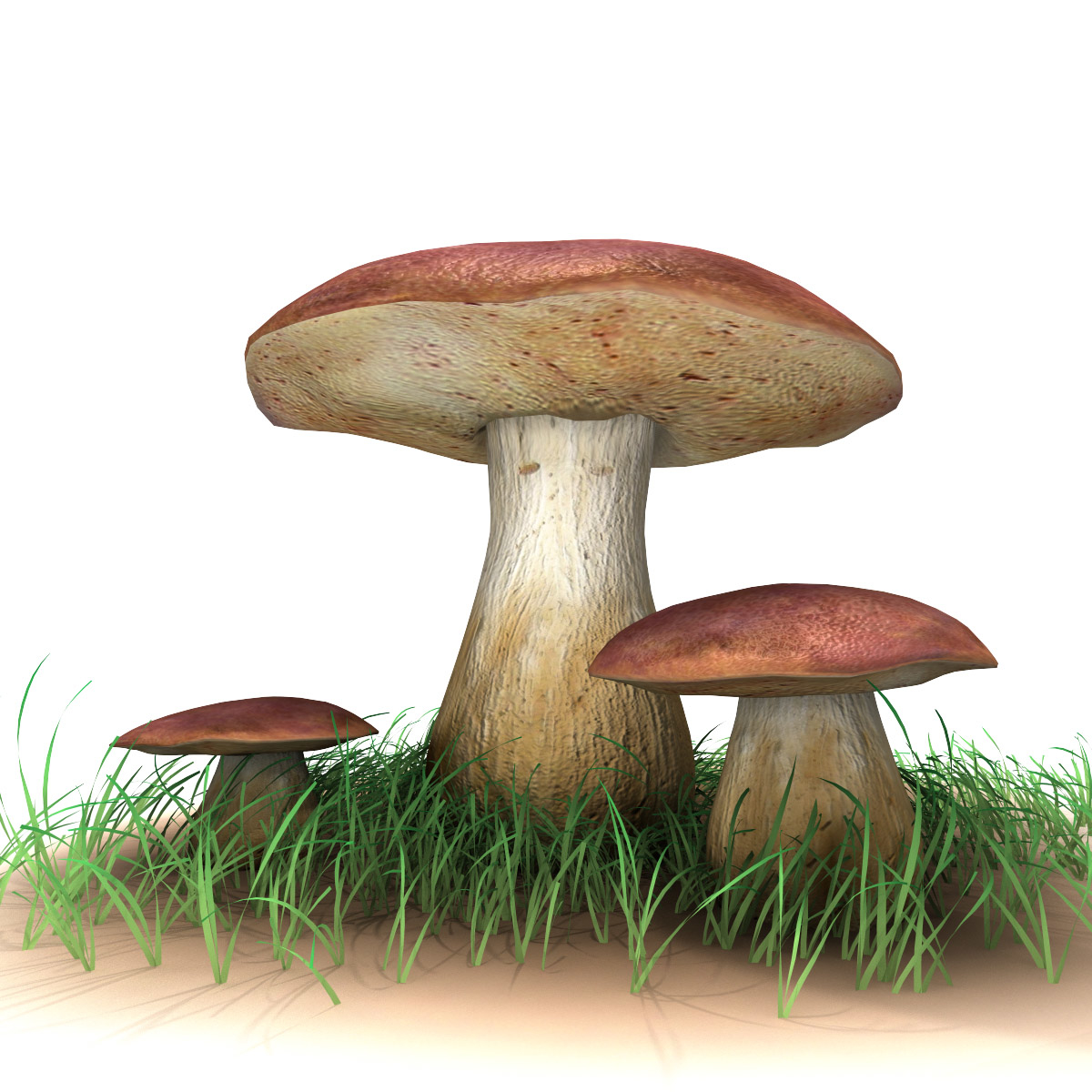 boletus mushroom 3d max