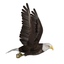 eagle flight flying animation 3d model