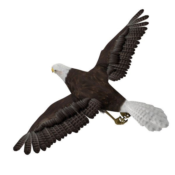 eagle flight flying animation 3d model