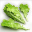 3d lettuce