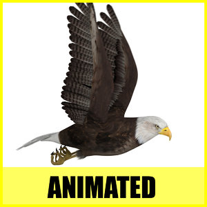 eagle flight flying animation 3d model