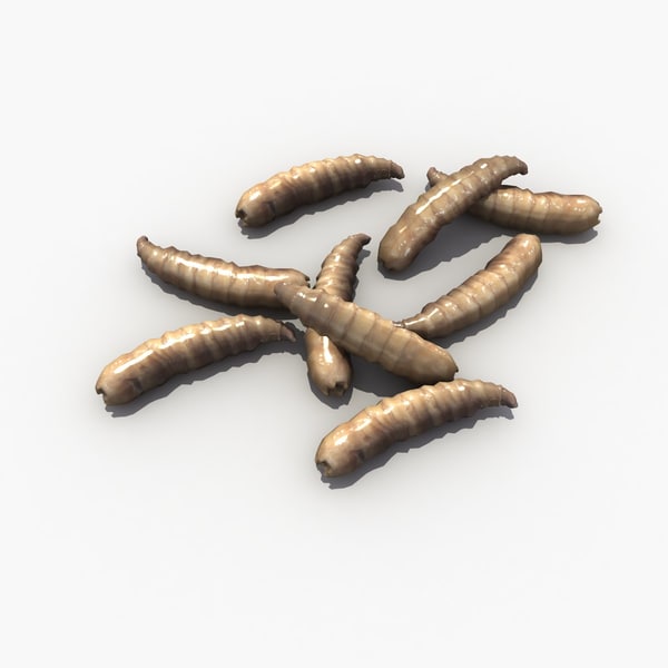 3d model of maggot worm