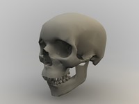 free c4d mode anatomy body