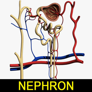 3dsmax nephron