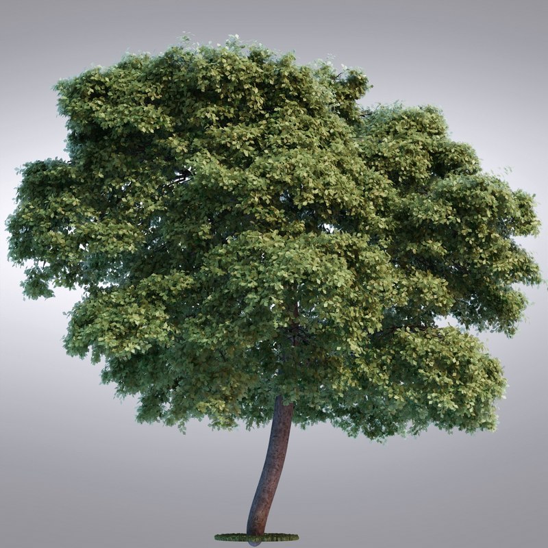 3d hi realistic series tree model