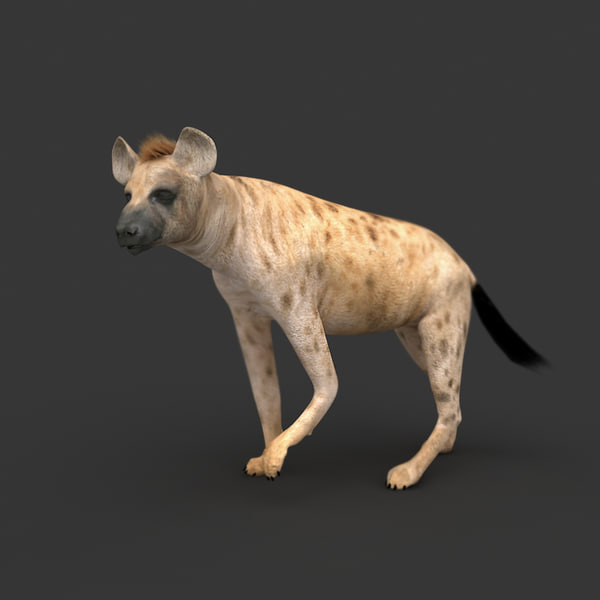 rigged hyena camel animation 3d model