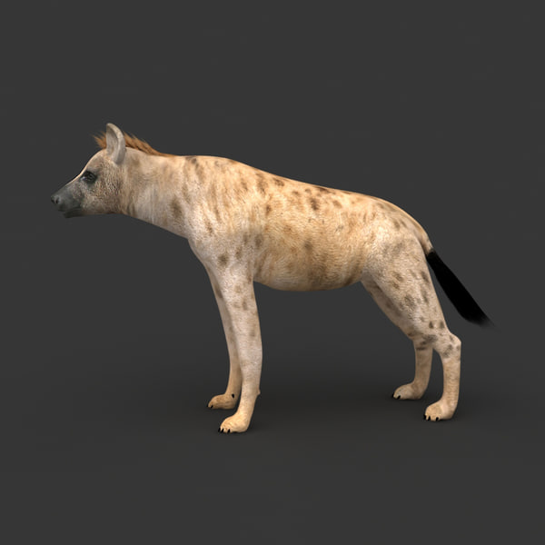 rigged hyena camel animation 3d model