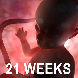 21 weeks fetus 3d model