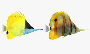 longnose butterfly fish 3ds