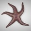 3d starfish
