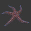 3d starfish