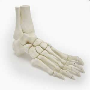 3d human foot