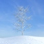 archmodels vol 100 winter trees 3d model