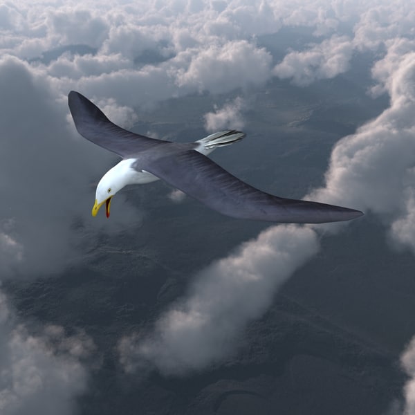 fliegende-m-we-animiert-2-3d-modell-turbosquid-694938