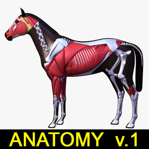 musculature skeleton horse anatomy 3d max