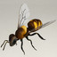 insects v6 3d model