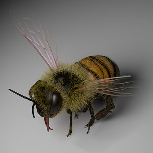 3d honey bee model