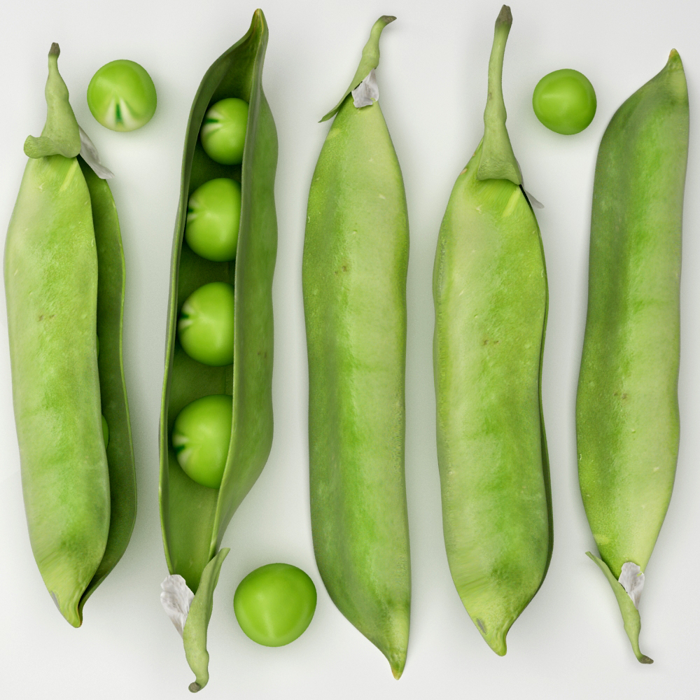 3d model peas