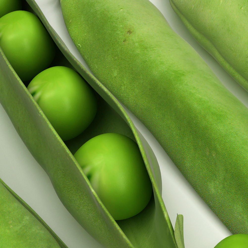 3d model peas