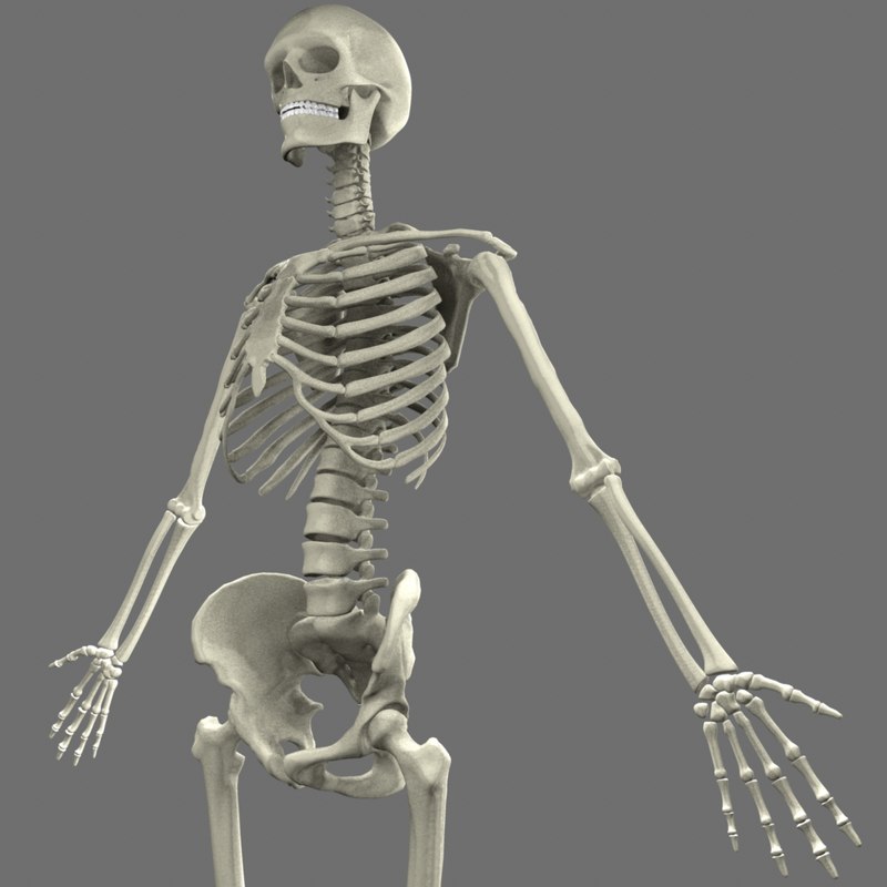 max human skeleton