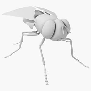 fly bug housefly 3d max
