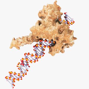dna topoisomerase max