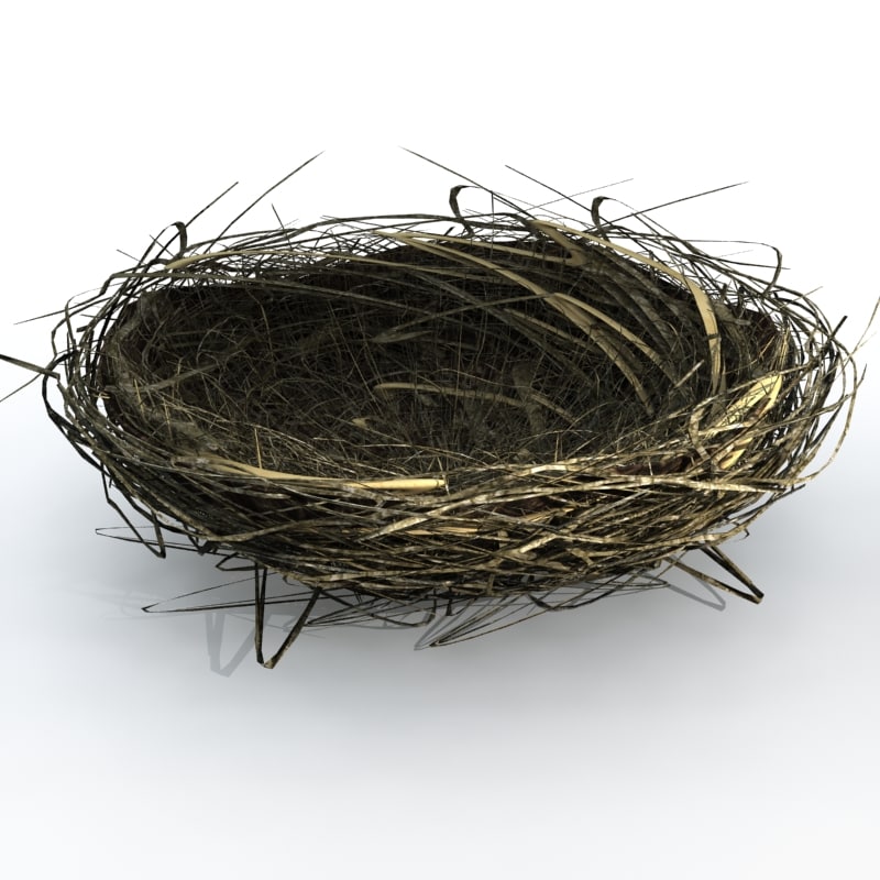 3d bird nest