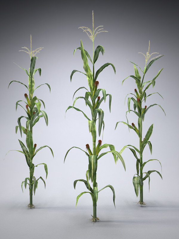 Corn Plant 3ds set corn plants Corn Plant 3ds set corn plants