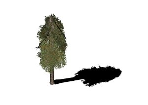 free pine tree 3d model