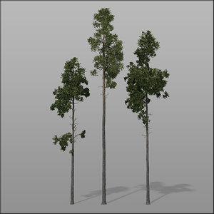 3d model forest trees - pines