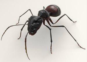 blend hymenoptera ant