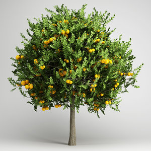 orange tree 20 3d model