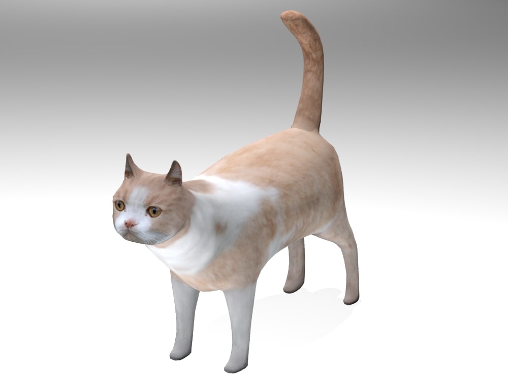 猫3d模型