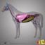 3d horse anatomy v 2