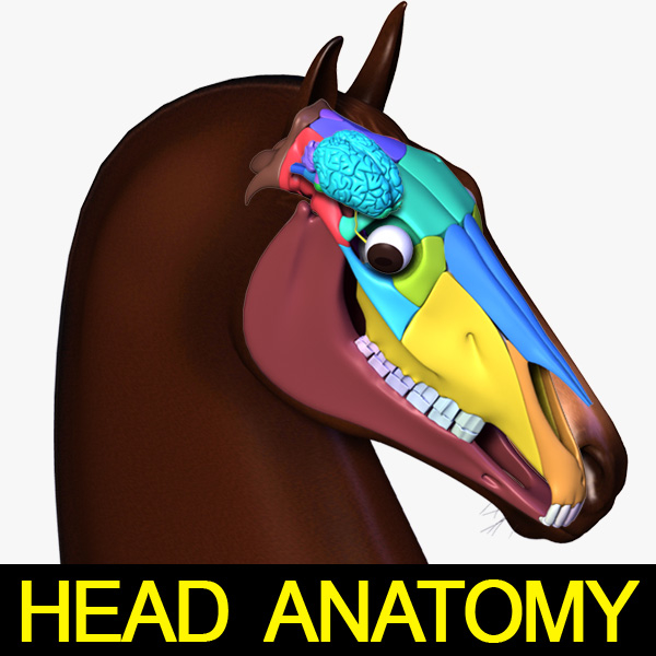 3d model horse head anatomy skull
