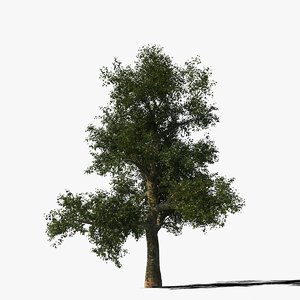 3d platanus tree bark model