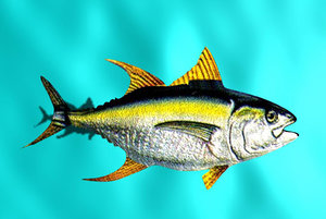 free yellow fin tuna 3d model