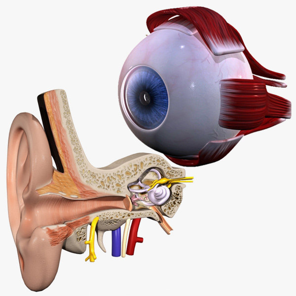 3d model inner ear human eye