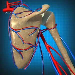 3d veins arteries model