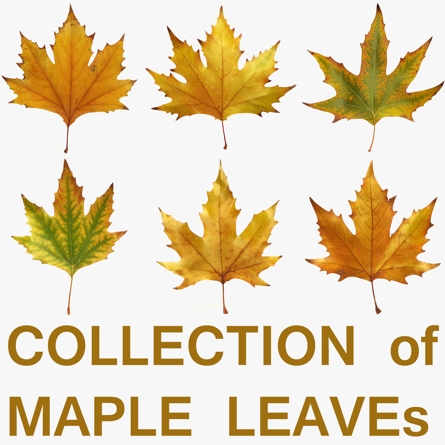 Maple Tree Leaves Identification Chart