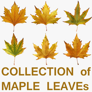leaves maple leaf obj
