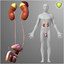 3d model of circulatory male