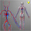 3d model of circulatory male